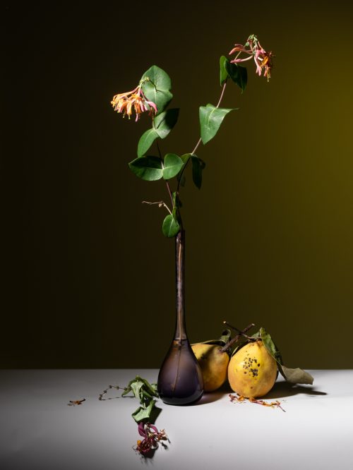 Kweenie
“Kweenie” 
November 2025
60 x 80

Nr. 2 van 10


Deze foto heb ik in opdracht van Reinette de Jong van der Wolde gemaakt.

Het vaasje heeft Reinette van haar moeder. De opdracht was om deze samen met twee kweeperen uit de tuin van de familie de Jong te portretteren. Kweeperen zijn van zichzelf al fotogeniek. Alleen was de verhouding van de best forse peren ten opzichte van het iele vaasje. 
Ik dacht: “ik weet het niet”(meteen). 

Het is me gelukt om een goede compositie te vinden door veel te schuiven, te kijken met licht en schaduwen te werken en met kleurgels voor de flitsers.